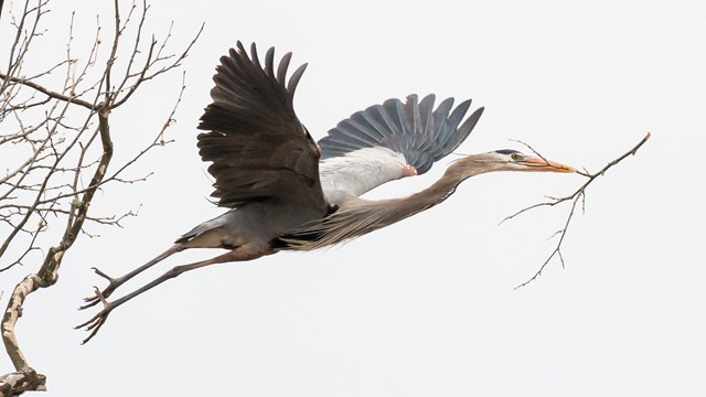 Blue-and-gray heron with outstretched wings takes flight from bare branches, a twig in its beak.