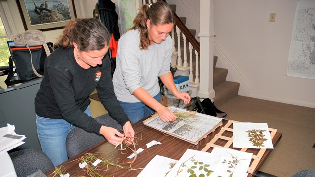 Two woman stand above a table, holding plant material. The table is covered in more plant material.