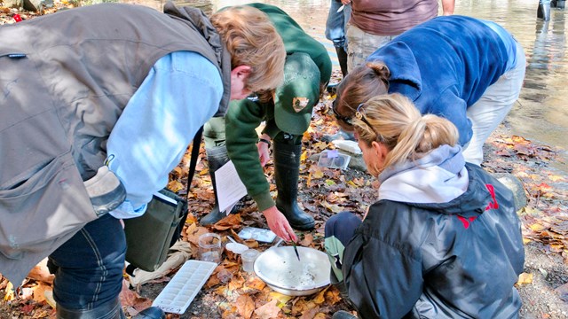 A ranger and several adults investigate a bowl of their findings from a nearby stream.