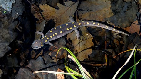 A yellow spotted salamander with purple-grey skin sits in a shallow pool of water with leaves.