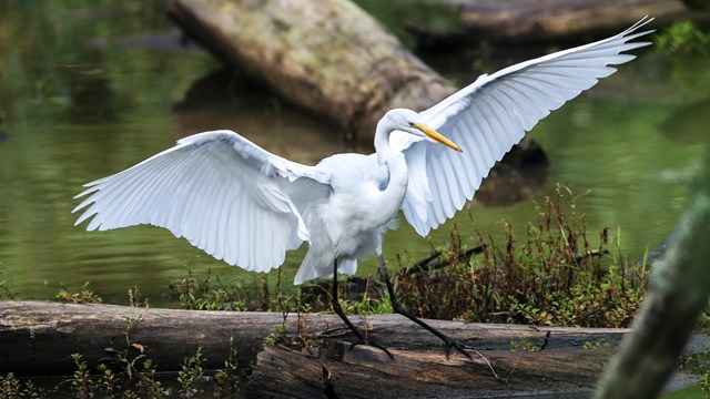 A tall, white egret lands on a log with its wings extended. Behind it, wetland plants are blurry.