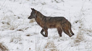 A brown coyote with its side left side profile stands out against the snowy field.