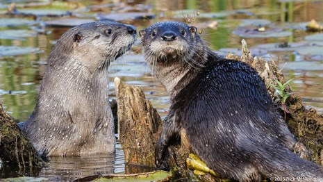 A pair of river otters swimming at Beaver Marsh.