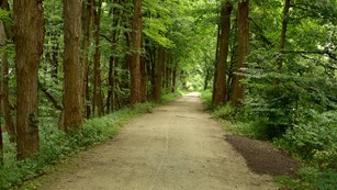 A wide, gray trail with green trees and other plants on either side.