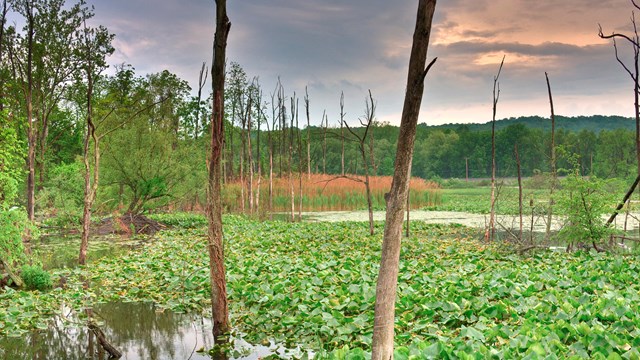 Dead, gray trees stand amid a large wetland mostly covered in green plants.