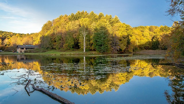 A hillside of brilliant yellow leaves half in shade is reflected in a lake below.