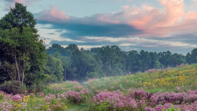 A hillside with yellow and purple wildflowers and trees in the distance.