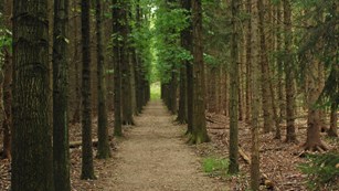 A path lined with trees.