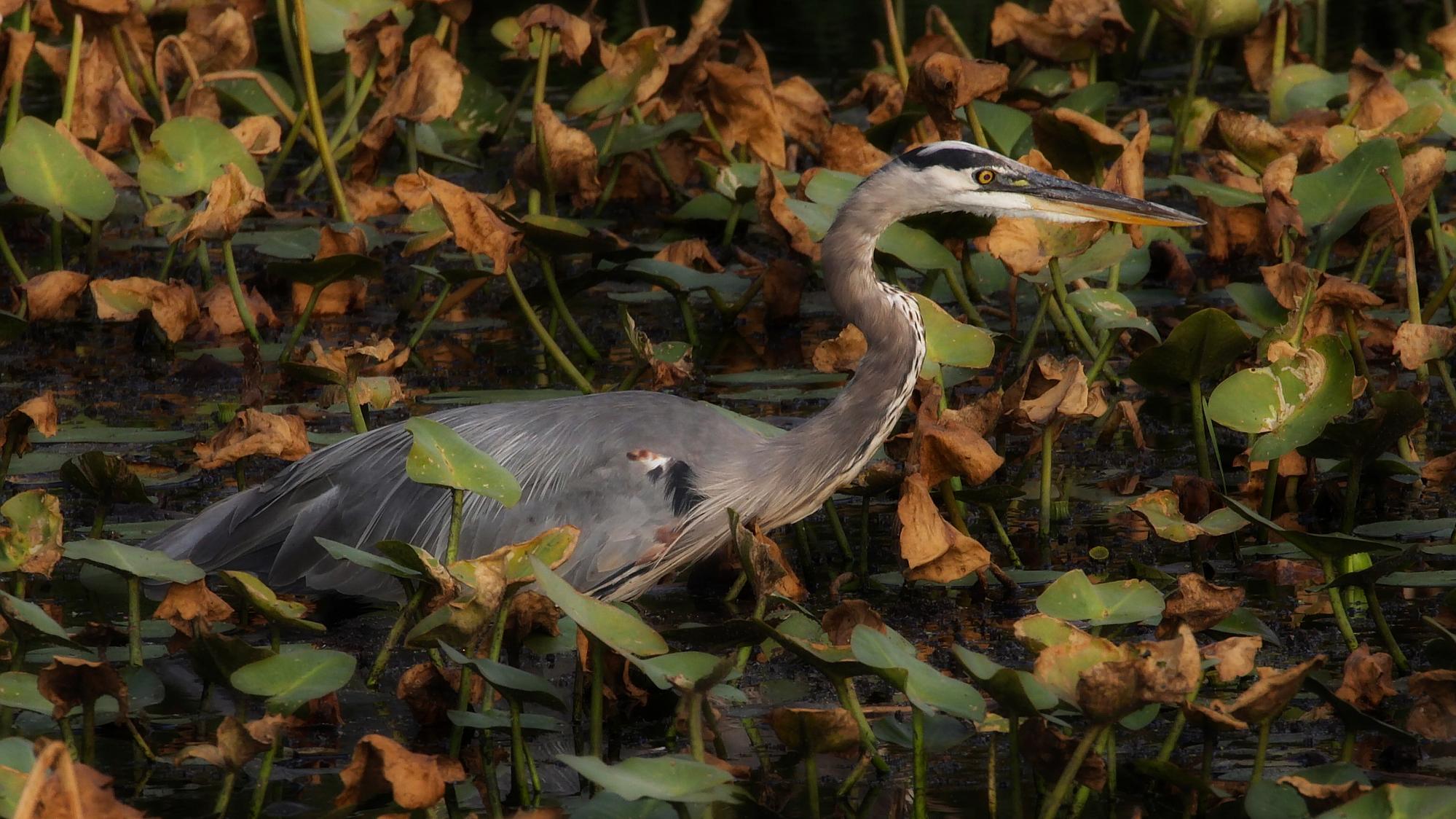 A great blue heron wades through water lilies in a wetland.
