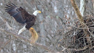 An adult bald eagle returns to the nest with building material in its talons