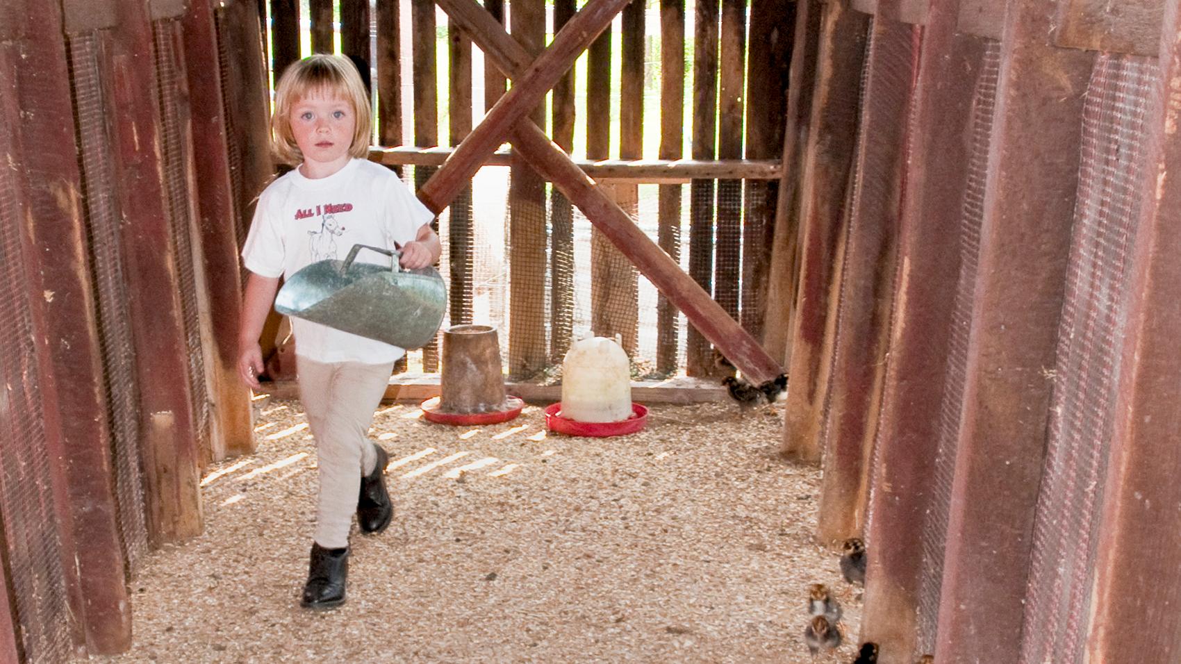 Inside a red barn, a young girl walks away from a chicken feeder and chickens holding a large scoop.