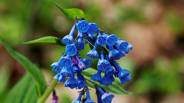 Dozens of small blue and purple bell-shaped flowers droop from a green stem of a Virginia bluebell.