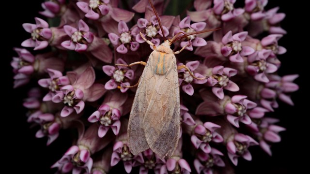 A delicate, cream moth with lacy wings and pale blue stripes on its back sits on a purple flower. 