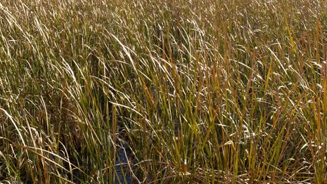 A field of tan grasses with fluffy tops fill up the image.