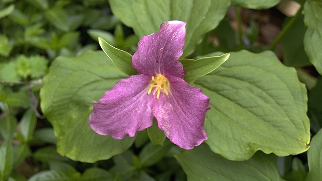 A pink three petaled Trillium flower pokes out of a green leaved background. 