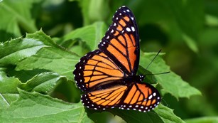 An orange and black butterfly with its wings open, lands on a think stemmed green plant with leaves.