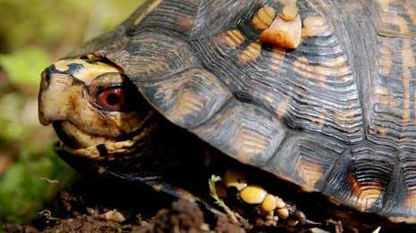 Portrait of a turtle half pulled into shell. It has a yellow head with black patches and a red eye. 