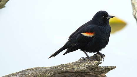 A red-winged blackbird perches at the end of a dead tree limb