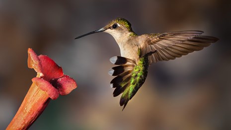 A green, iridescent hummingbird hovers in front of a red flower