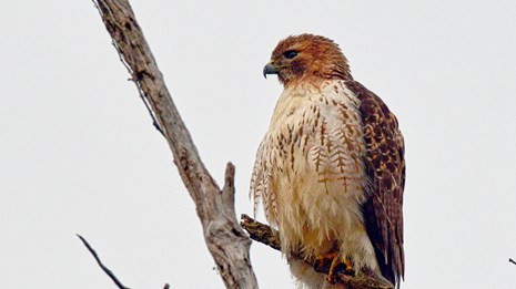 A brown-and-white hawk with a rusty head perches at the end of a dead tree branch