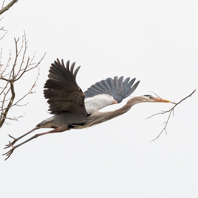 Blue-and-gray heron with outstretched wings takes flight from bare branches, a twig in its beak.