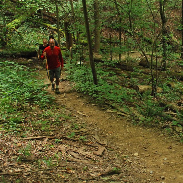 A group of people holding walking sticks hike along a forested trail.