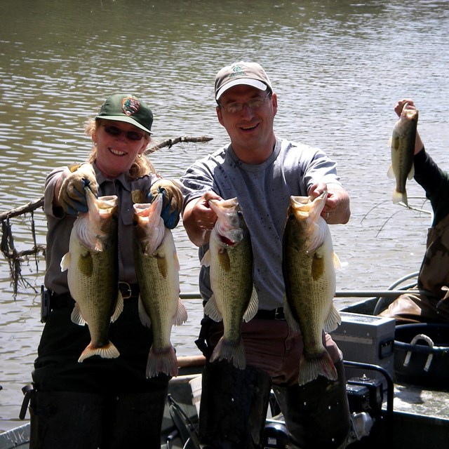 A ranger and two other scientists stand on a boat on the water, holding up large fish.