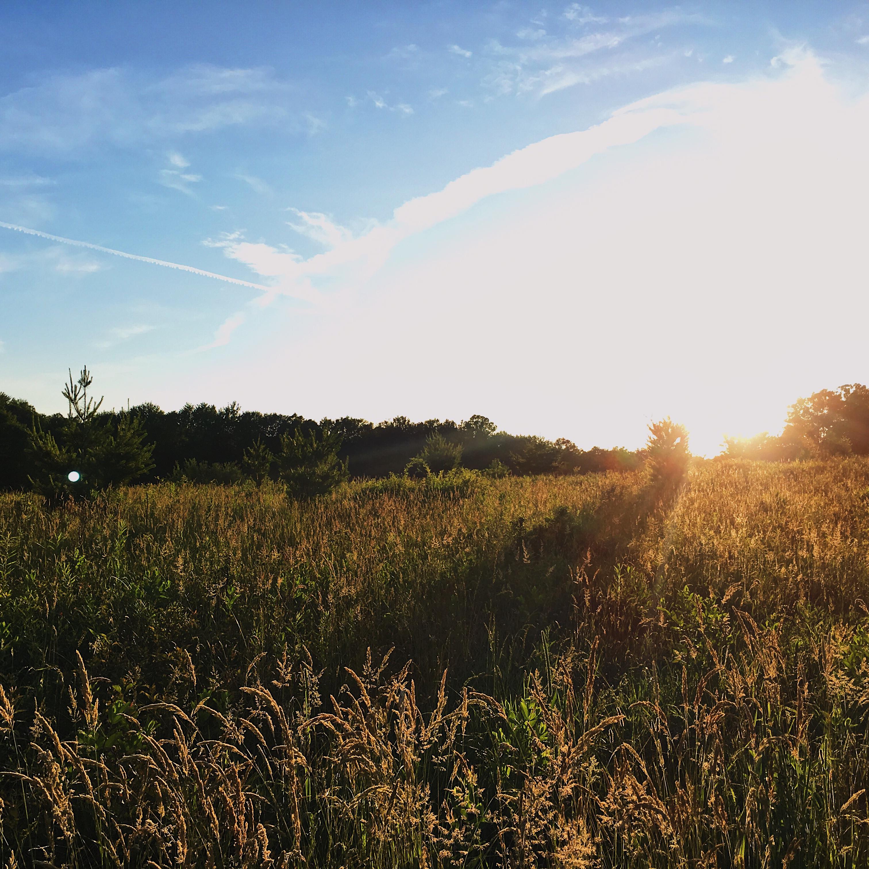 The sun shines brightly on a meadow, obscuring part of the view of the meadow and a blue sky above.