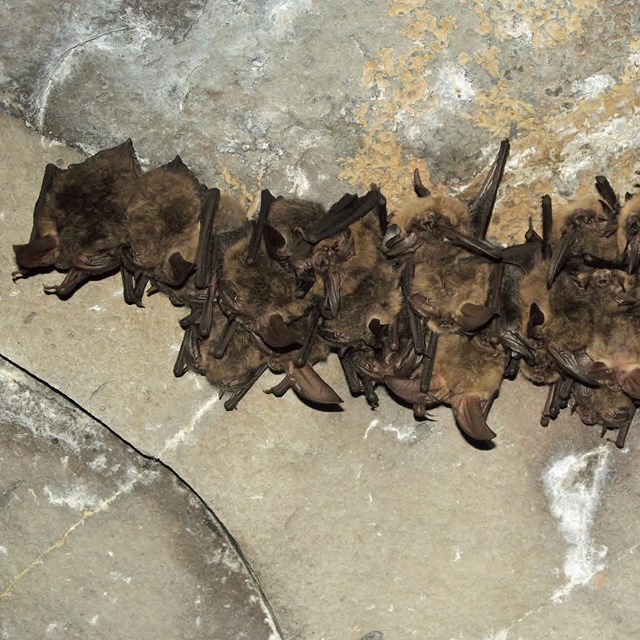 Group of brown bates hangs upside down from a stone ceiling.