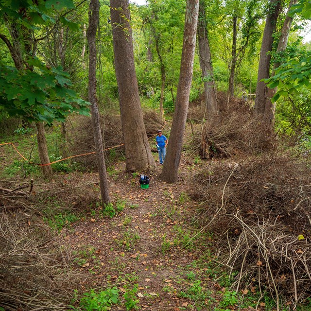 A person in blue shirt stands under trees surrounded by piles of brown, cut brush.