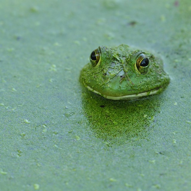 A frog pokes its green head up from water green with algae on the surface.