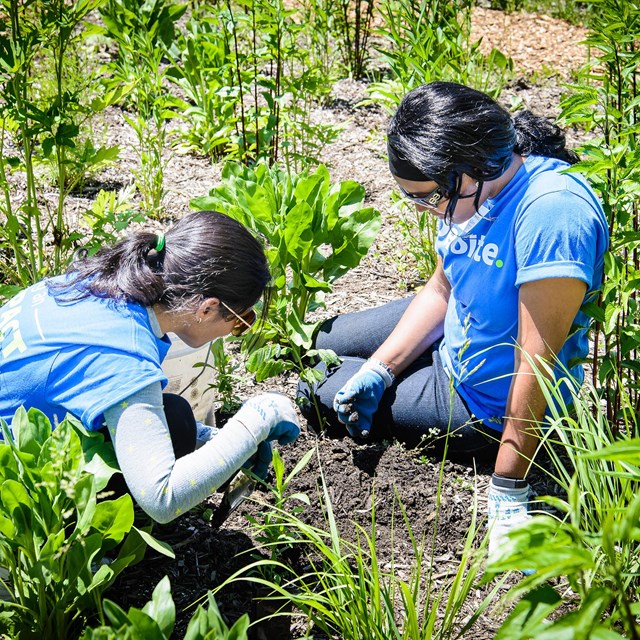 Two women in blue shirts and work gloves sit and dig among green plants.