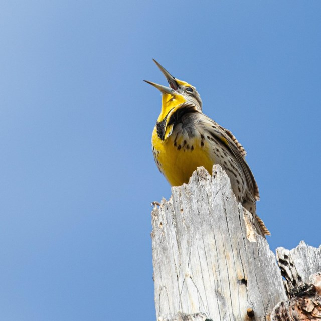 A speckled yellow meadowlark perches on a gray stump.