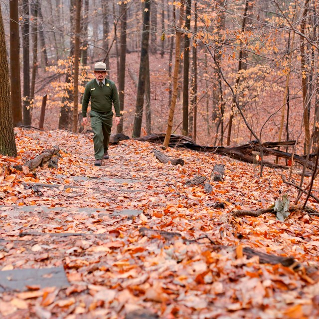 Park Ranger walking a trail during Fall.