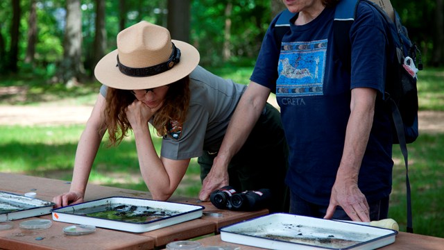 Park ranger looks closely at a tray of science