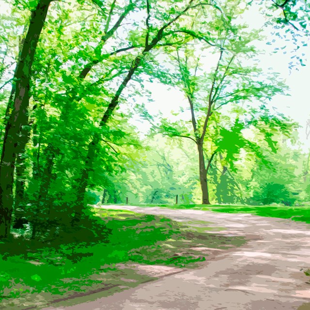 A dirt road through the woods.