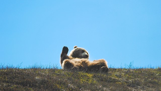 ein Bär mit auf den Rücken
