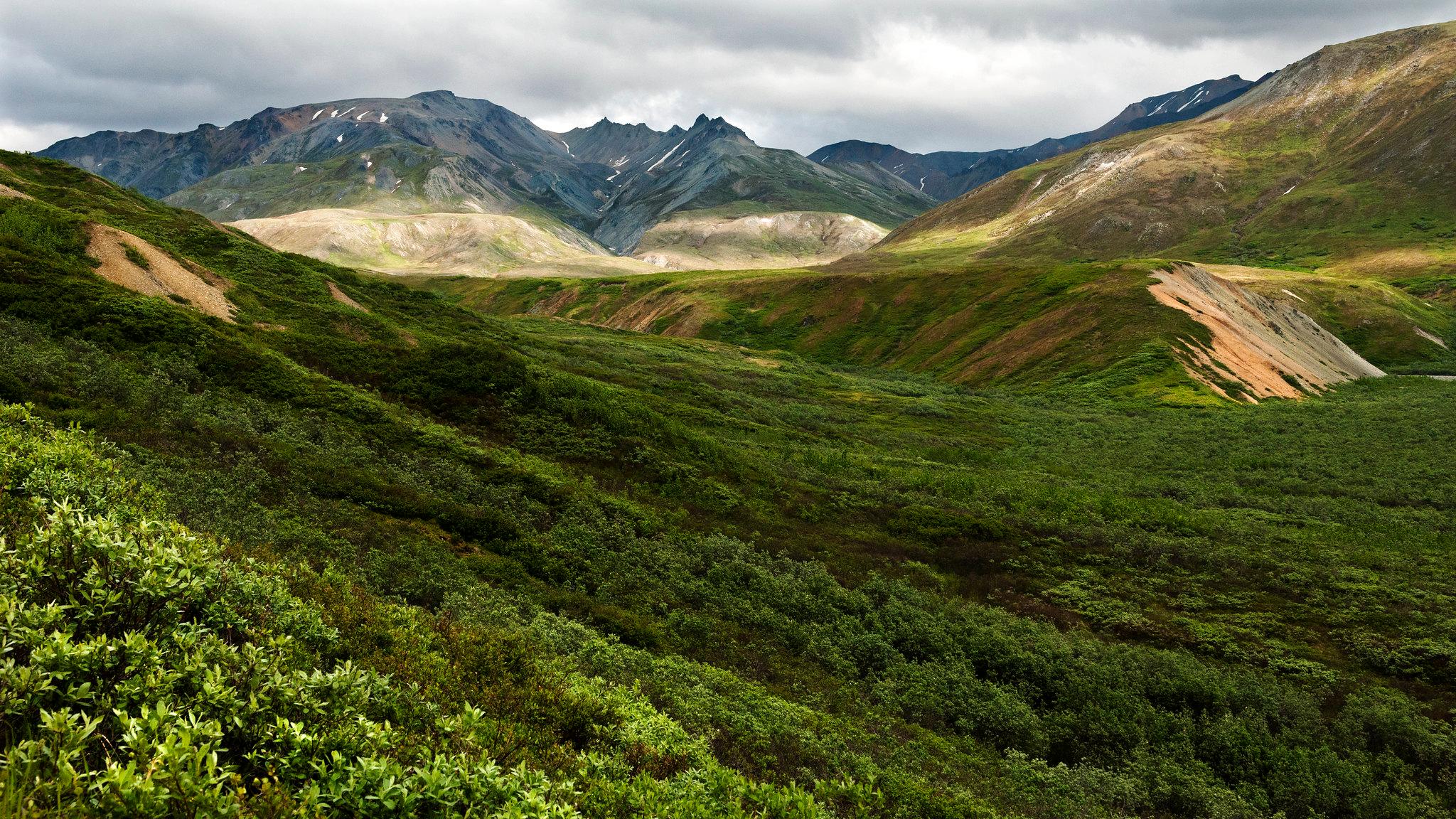 A vibrant green landscape of brush that rises in elevation to alpine mountains in the distance.