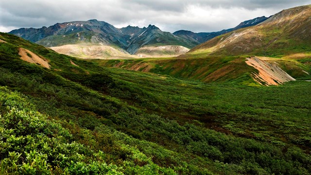 A vibrant green landscape of brush that rises in elevation to alpine mountains in the distance.