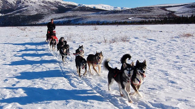 A dog team pulls a sled across snow