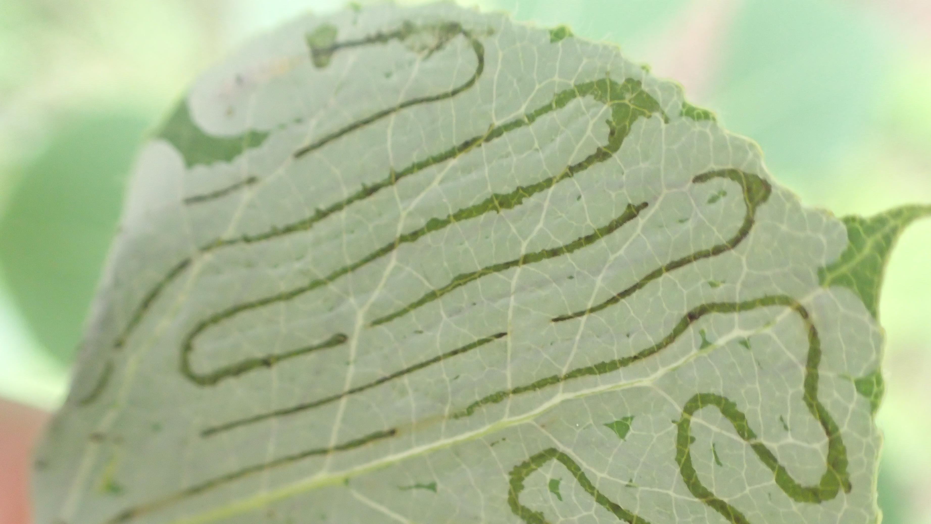 An aspen leaf with squiggly lines