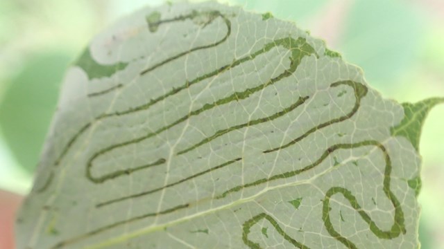 An aspen leaf with squiggly lines
