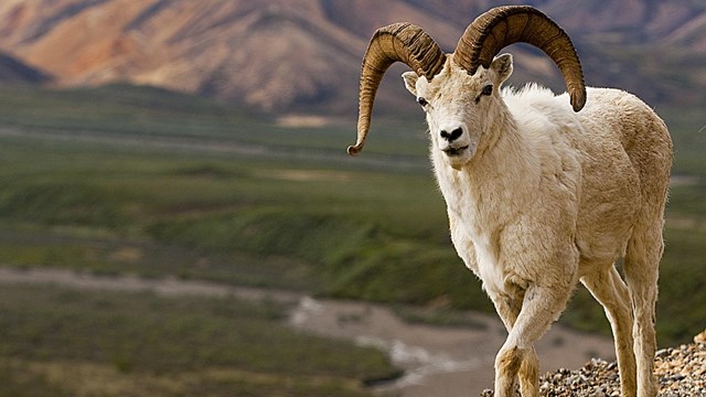 a dall sheep stands on a rocky hillside