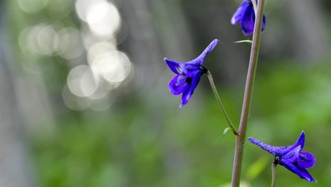 small purple flowers in the woods
