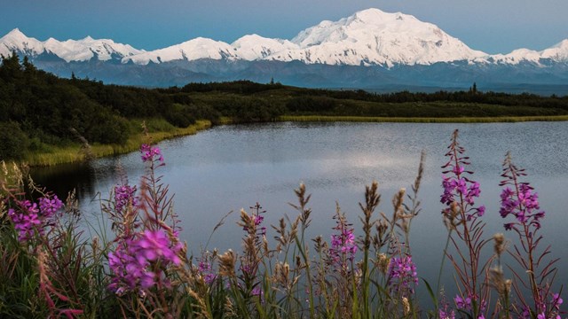 snow covered Denali stands tall over a lake