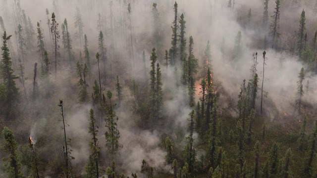 smoke and fire engulf a forest