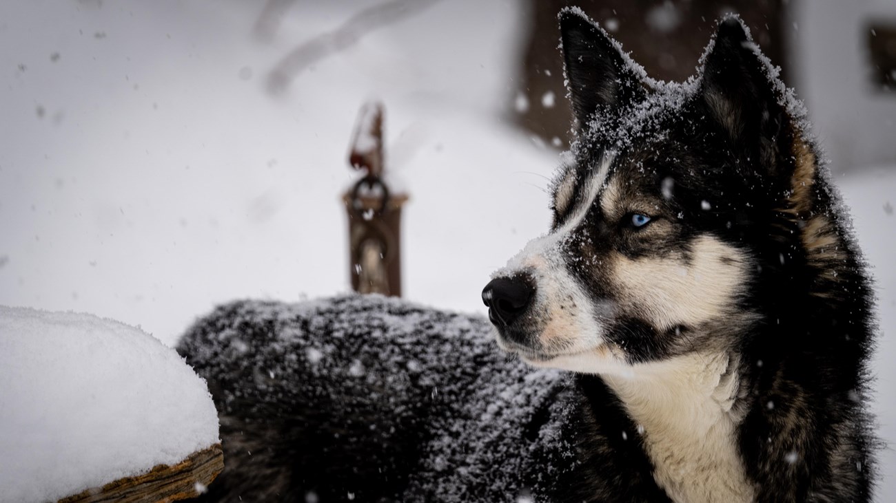 A black, brown, and white sled dog stands in the snow as fresh snowflakes fall on its fur.
