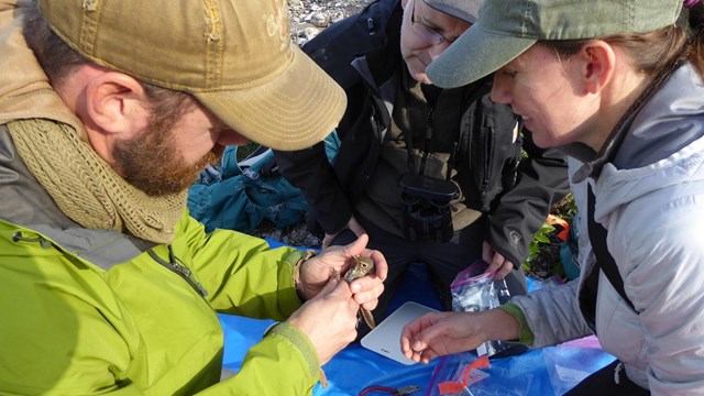 a group of researchers attach a geolocator to a small bird