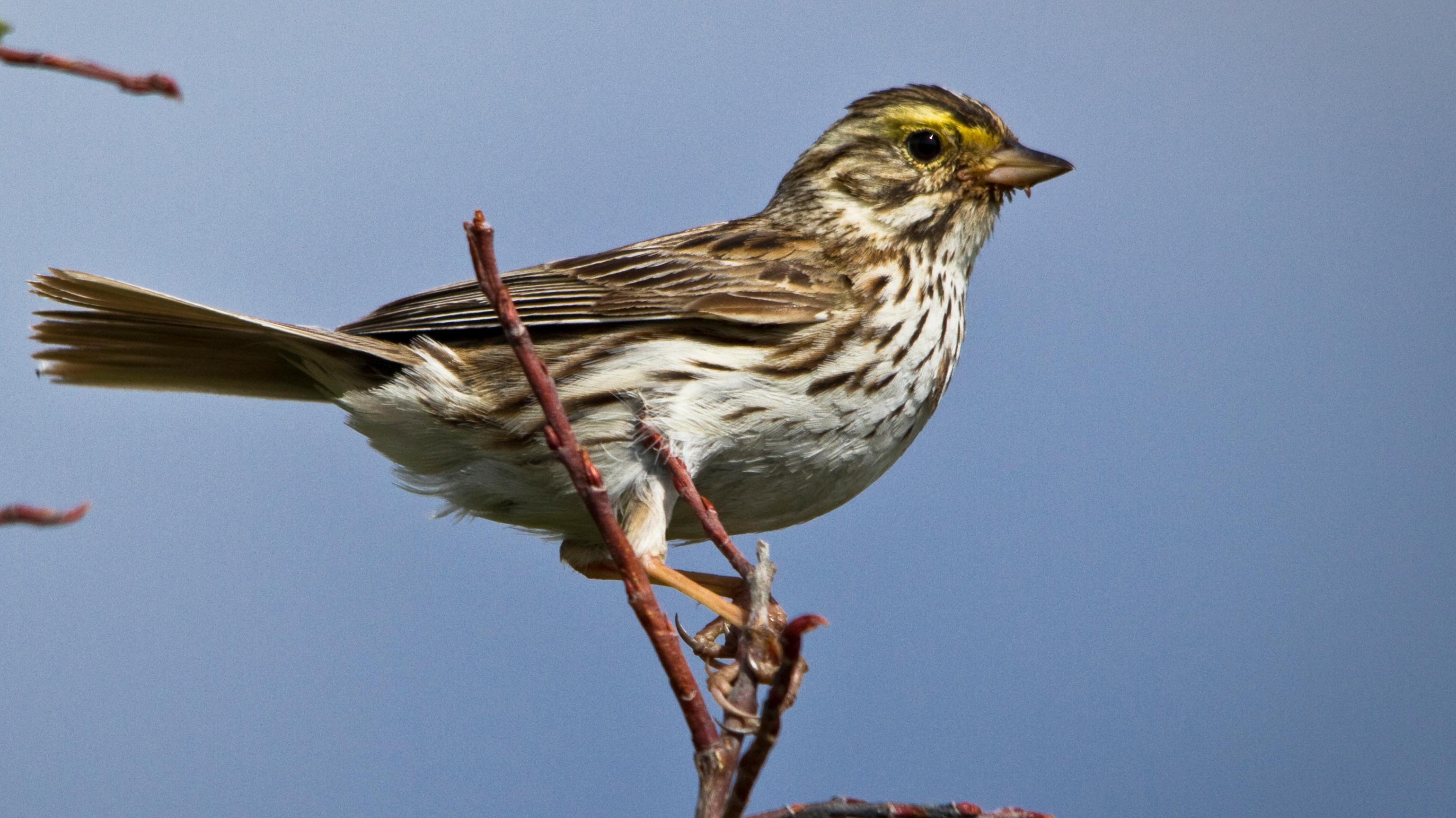 Small brown bird sits on a branch