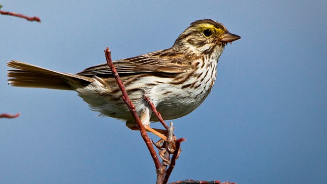 Small brown bird sits on a branch